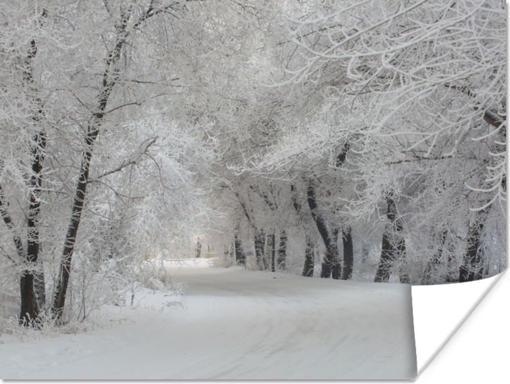MuchoWow Poster Bäume - Schnee - Winter 80x60 cm - Kunst für zu Hause