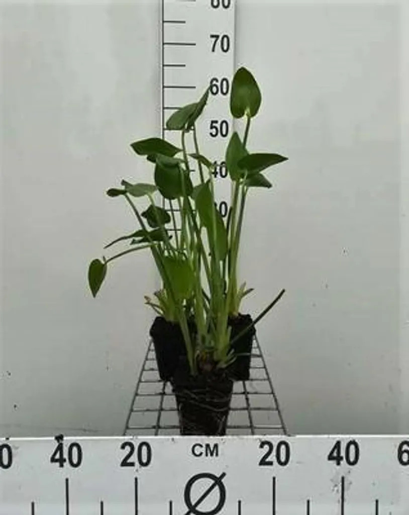 Eau claire et berges fleuries avec 6 Pontederia cordata en pot 9cm
