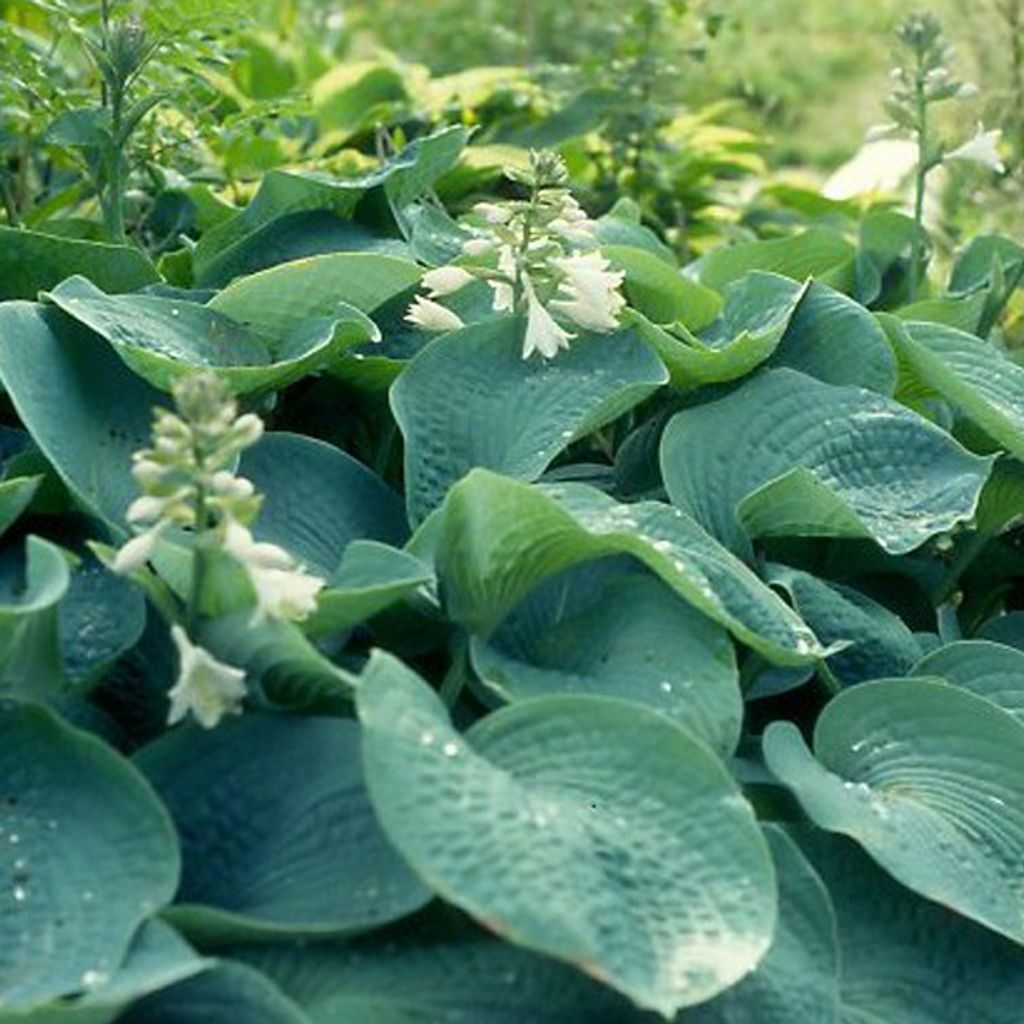 6 x Große Blaublatt Funkie - Hosta sieboldiana 'Elegans' | Topf 9cm x 9cm