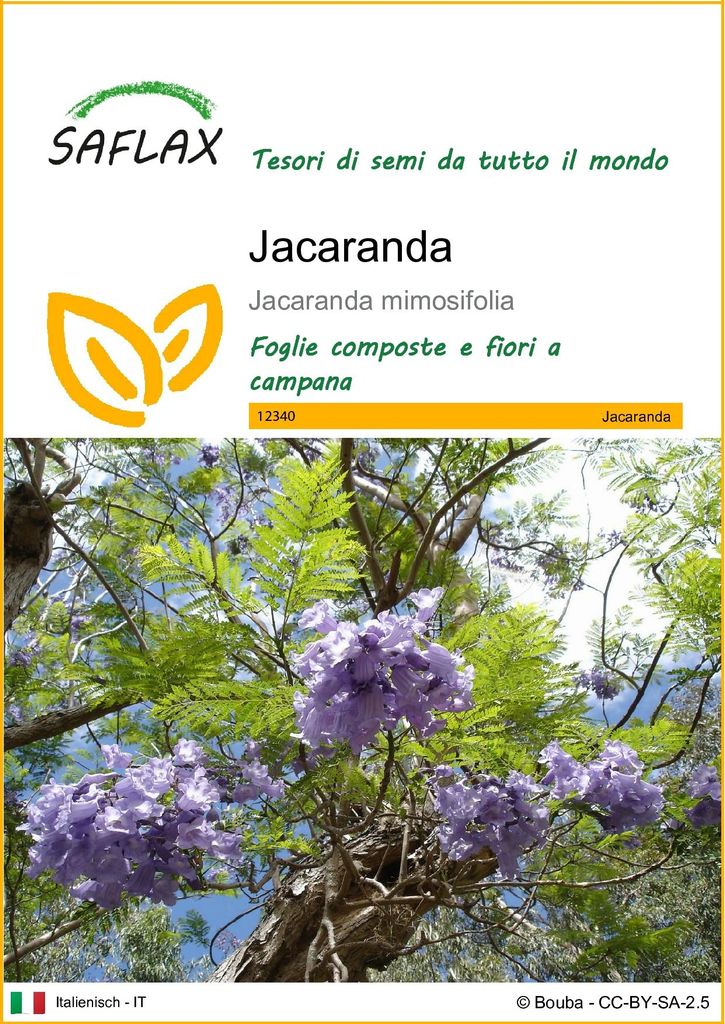 SAFLAX  - Jacaranda - 50 semi - Jacaranda Immagine del prodotto 