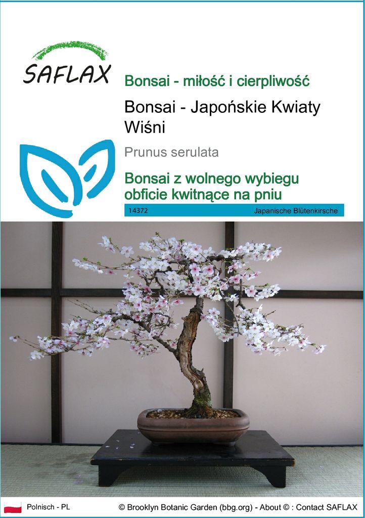 SAFLAX - Bonsai - Japońskie Kwiaty Wiśni - 30 Nasiona - Zdjęcie produktu 