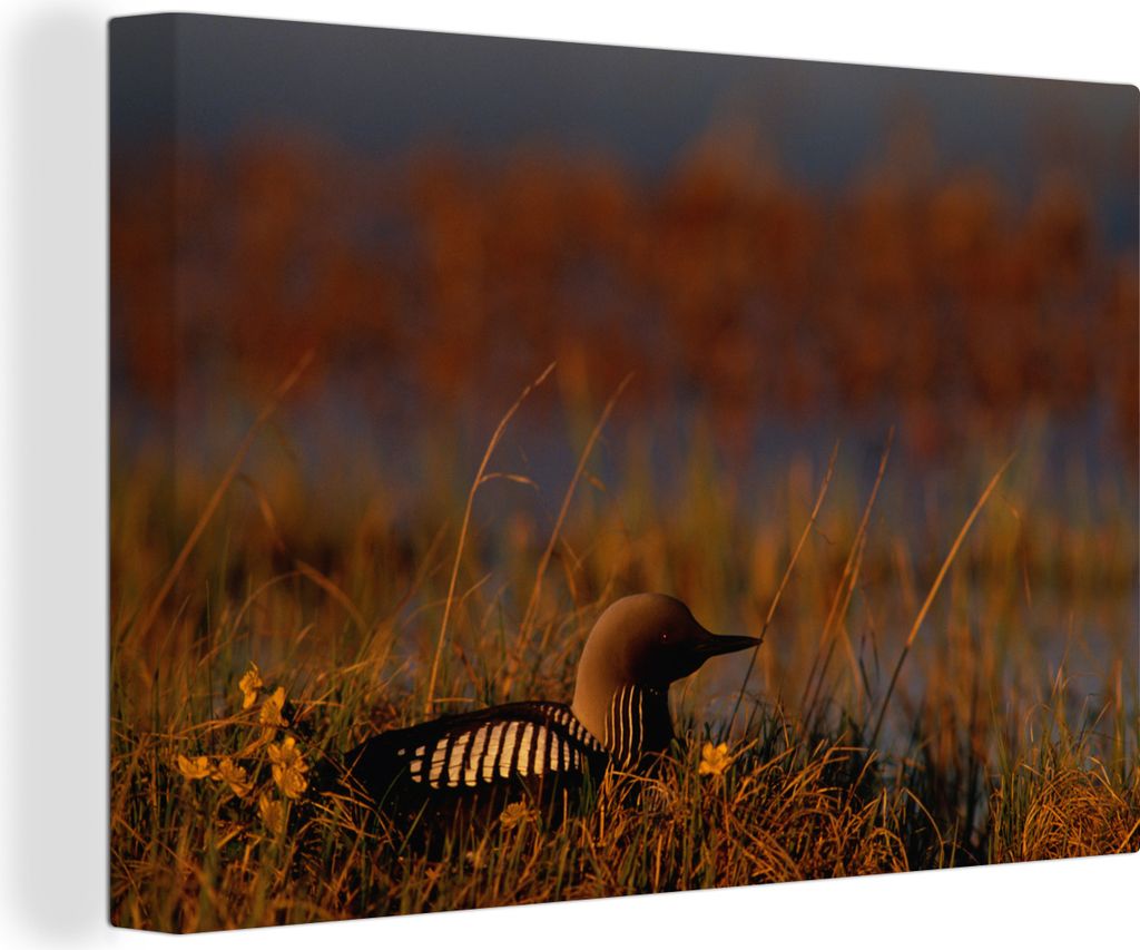 OneMillionCanvasses - Leinwandbilder - 140x90 cm, Schwarzkehltaucher sitzt im glühenden Gras, Wandbilder Kunstdruck Wanddekoration - Foto auf Le...