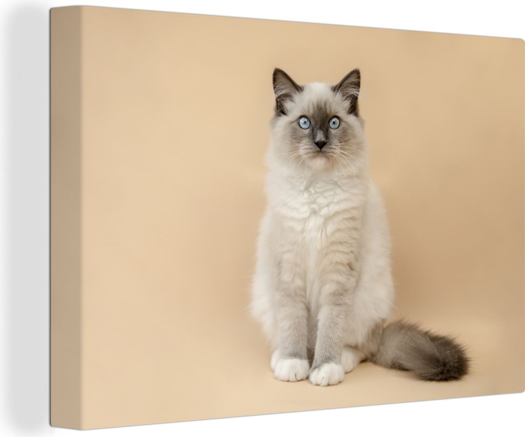 OneMillionCanvasses - Leinwandbilder - 150x100 cm, Katze - Siamese - Porträt - Mädchen - Kinder - Jungen - Kinder, Wandbilder Kunstdruck Wandde...
