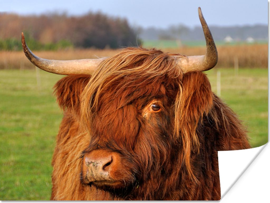 MuchoWow Poster Schottischer Highlander - Gras - Baum 120x90 cm - Wandbild