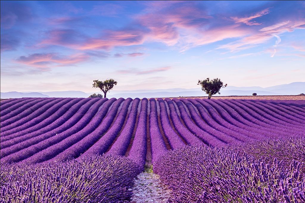 Muralo Fototapete Landschaft 416 (B) x 254 (H) cm Vlies Tapete Wandtapeten Lavendel Feld Himmel Wohnzimmer Schlafzimmer moderne Wandbilder XXL Natu...