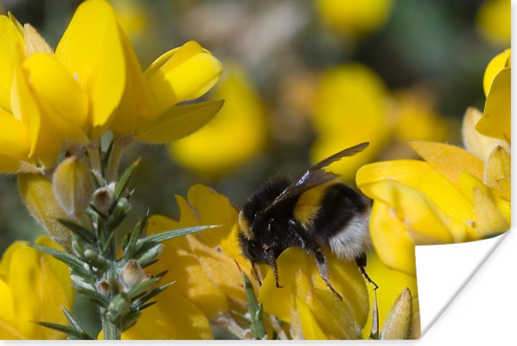 MuchoWow Poster Biene auf einer Ginsterblüte 90x60 cm - Schlafzimmer