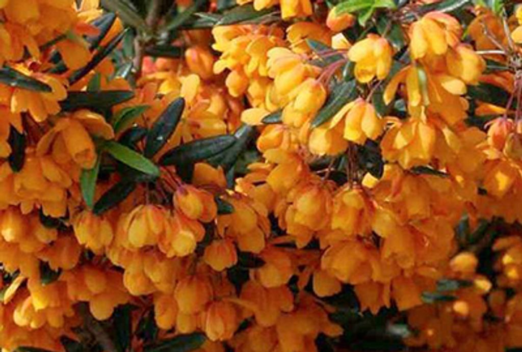 Berberis lin. 'Orange King' - Berbéris à feuilles Image du produit 