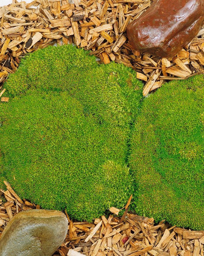 Scleranthus uniflorus, Polsterkissenmoos, ca. 9x9 cm Topf Produktbild 