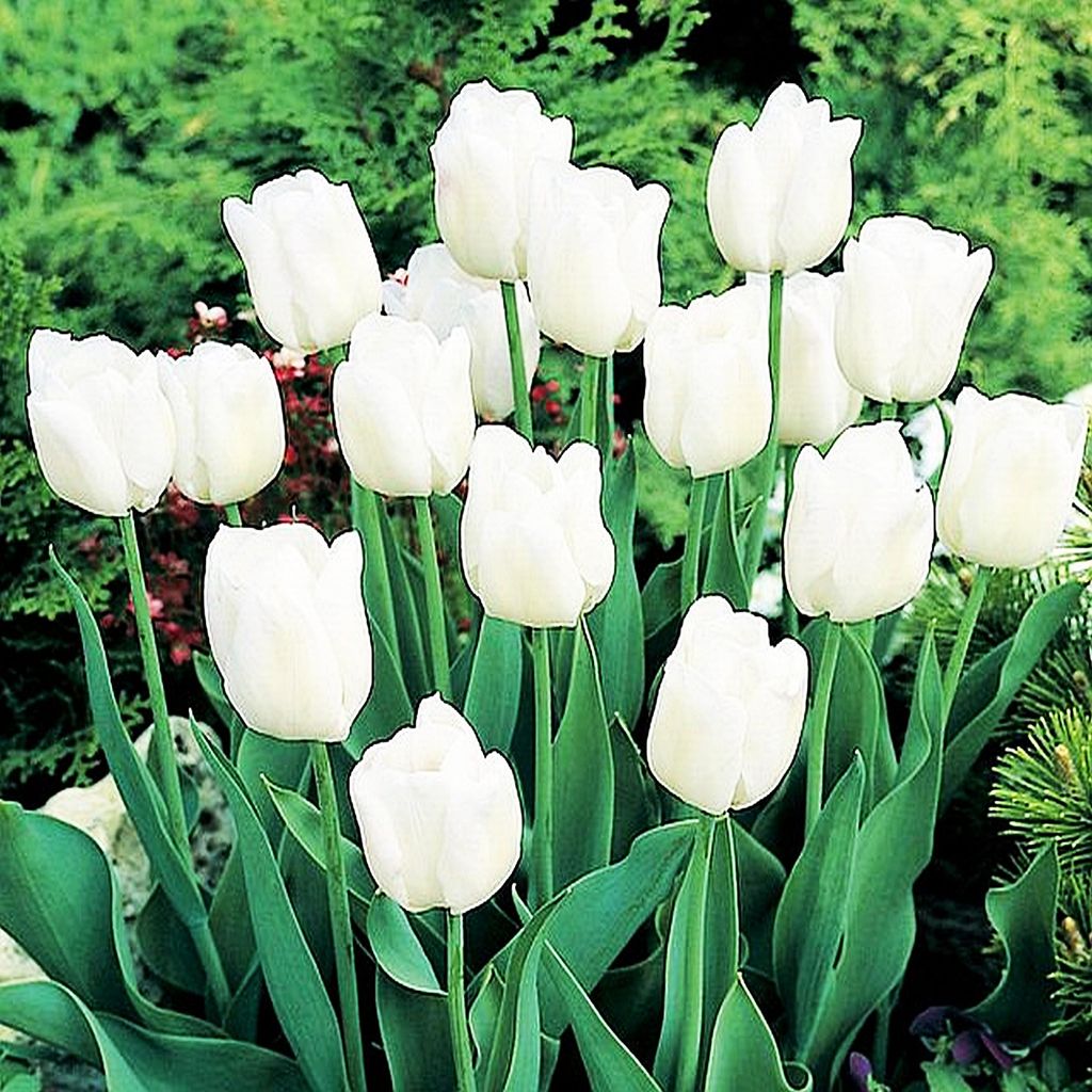 Tulipani Bulbi di fiori Bulbi di fiori Tulipani bianchi 30 Immagine del prodotto 