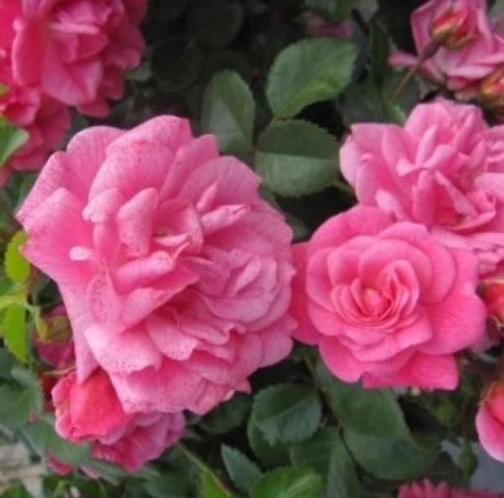 Bodendeckerrose Palmengarten Frankfurt - tiefrosa - Kordes Rosen - ADR Rosen
