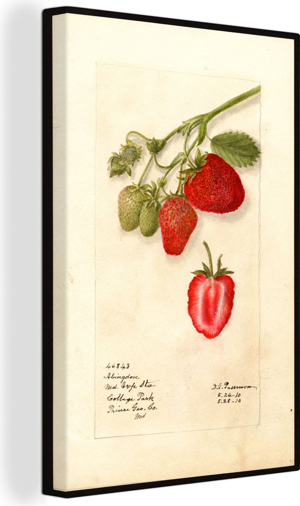 OneMillionCanvasses - Leinwandbilder - 90x140 cm, Erdbeeren - Gemälde von Deborah Griscom Passmore, Wandbilder Kunstdruck Wanddekoration - Foto ...