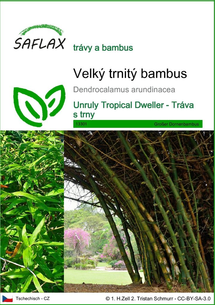 SAFLAX - Velký trnitý bambus - Dendrocalamus arundinacea - Obrázek produktu 