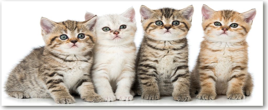 Tulup Leinwandbild - 125x50 cm - Wandkunst - Drucke auf Leinwand - Leinwanddruck - Tiere - Braun - Kleine Katzen