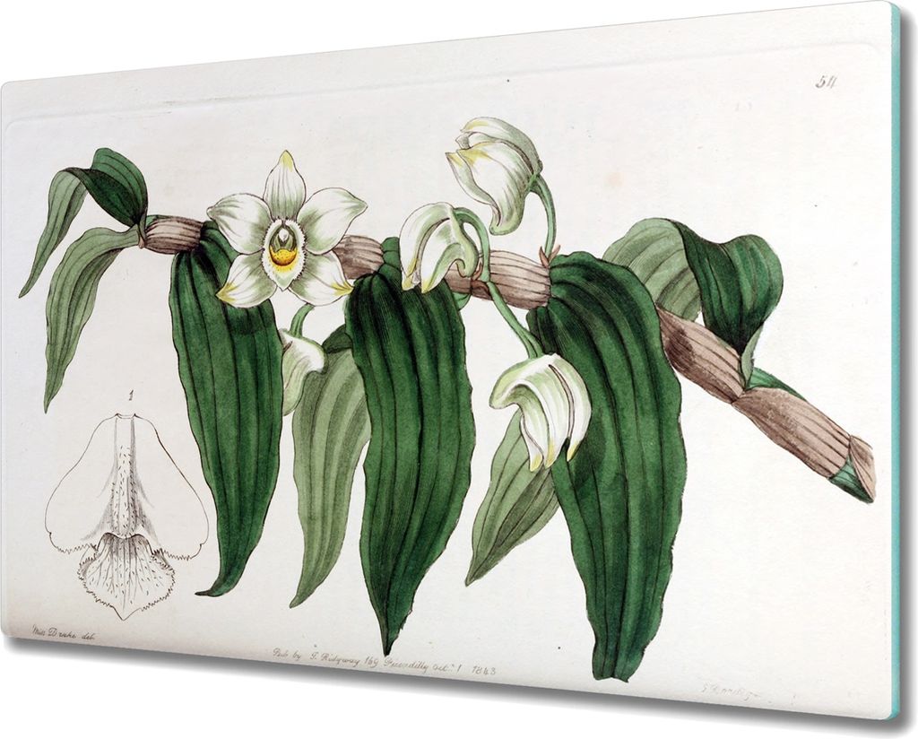 Coloray Schneidebrett Herdabdeckplatte 80x52 cm Kochplattenabdeckung Hackbrett Küchenbrett - Zweig der Orchideenblüte