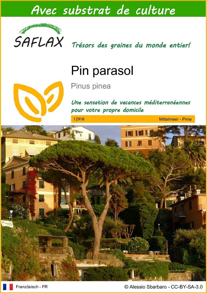 SAFLAX  - Pin parasol - 6 graines - Avec substrat - Pinus Image du produit 