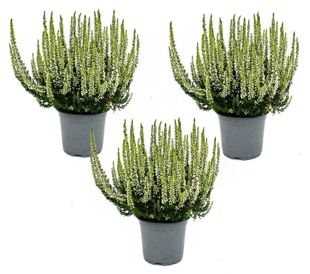 Calluna vulgaris - Set van 3 planten - Borstelhei - Productafbeelding 