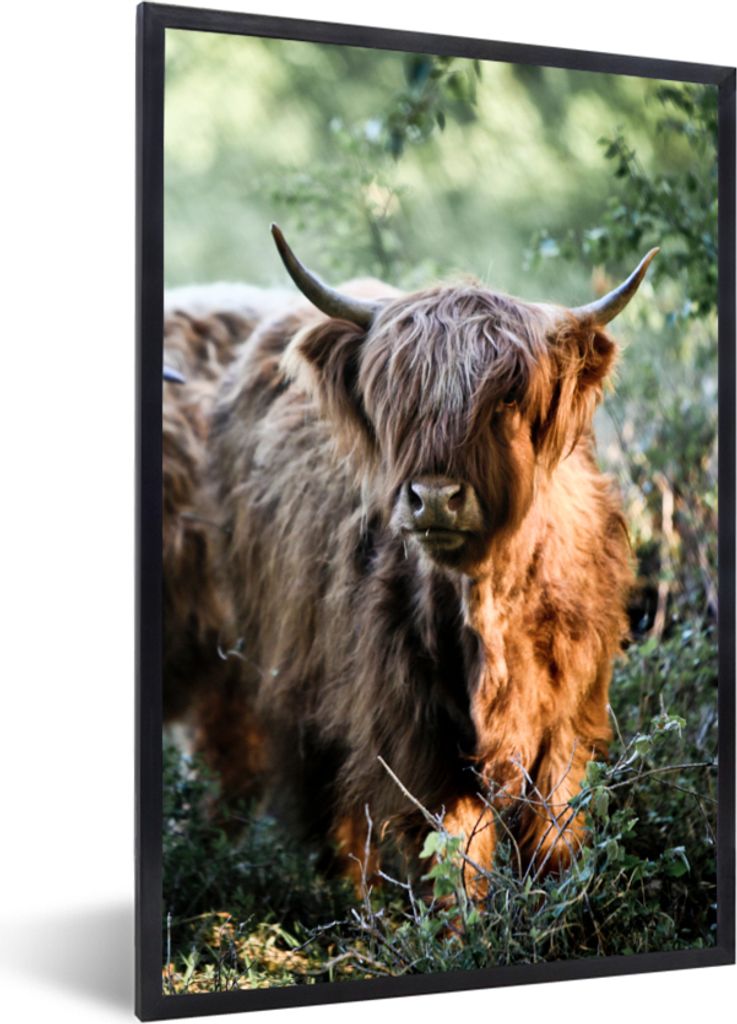 MuchoWow Gerahmtes Poster Schottische Highlander - Wald - Tiere 40x60 cm - Poster mit Schwarzem Bilderrahmen Wandposter Rahmen Foto Bilder - Papi...