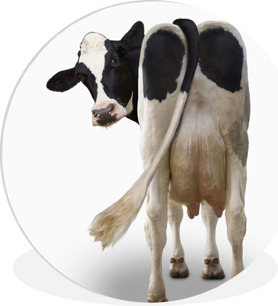 MuchoWow Rundes Wandbild - Runde Bilder Kuh schaut von hinten in die Kamera auf weißem Hintergrund Ø 30 cm Kreis Wanddekoration Kunststoff - Wa...