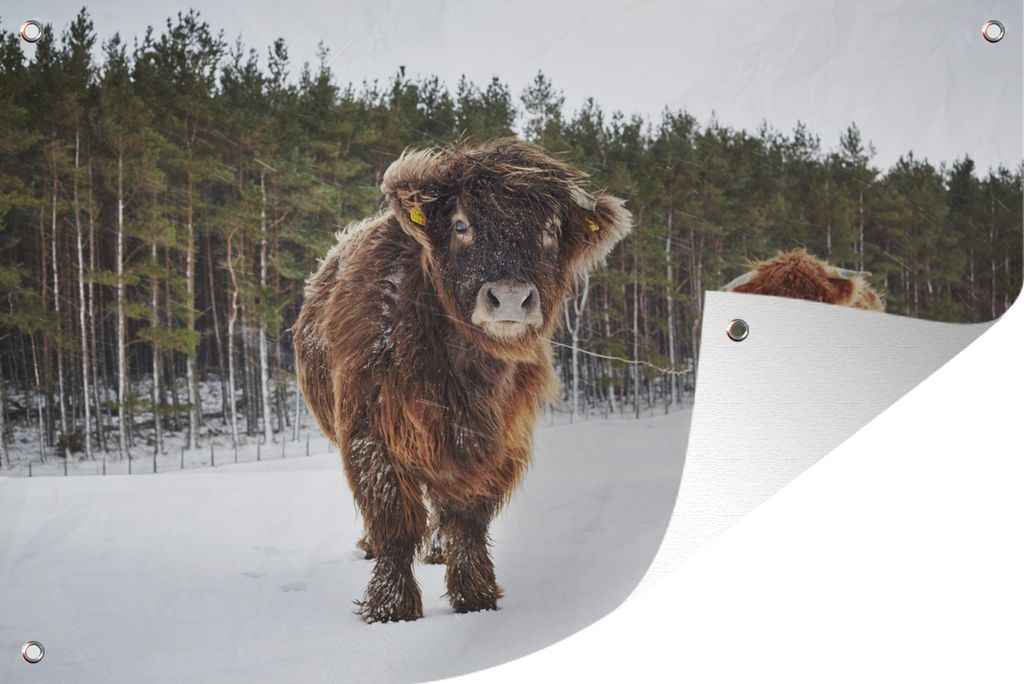 MuchoWow 90x60 cm Outdoor-Poster Gartendeko Sichtschutz Garten Poster für den Garten Schottische Highlander - Winter - Wald