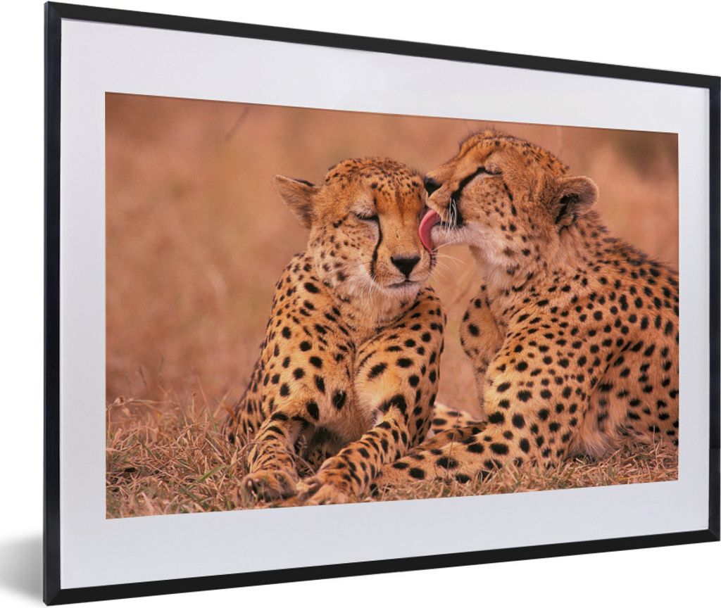 MuchoWow Gerahmtes Poster Baby-Geparden 60x40 cm - Poster mit Schwarzem Bilderrahmen Wandposter Rahmen Foto Bilder - Schlafzimmer - Plakat in Rah...