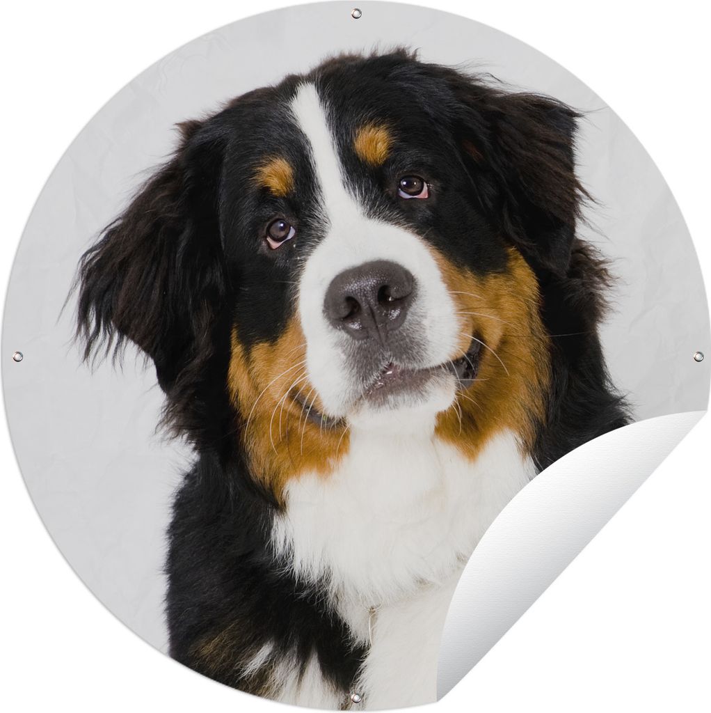 MuchoWow Gartenposter Outdoor-Poster Rund Porträtfoto eines Berner Sennenhundes Ø 150 cm Gartendeko Rundes Poster draußen