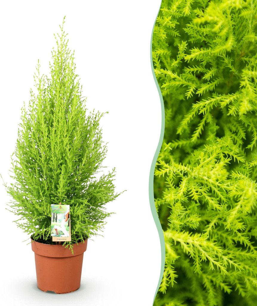 Green boutiQ - Zimmerpflanzen - Cupressus Gold Crest Wilma - Zimmerkoniferen - Wenig Pflege - Grün - 1 Pflanze - Topf 21cm - Höhe 85-95cm