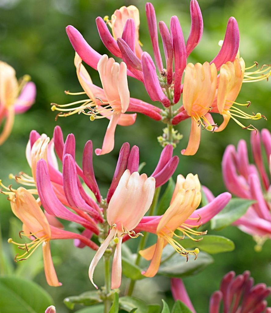 A close-up view of several blooming honeysuckle flowers.