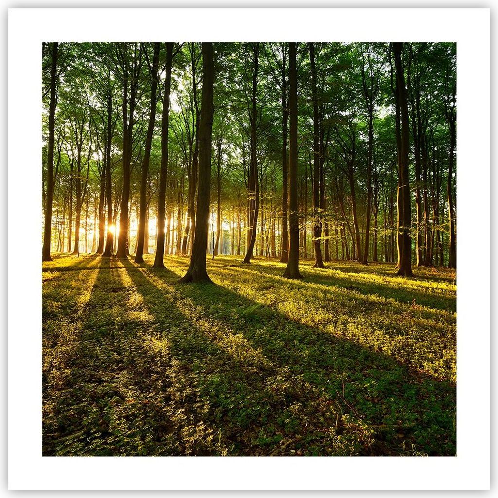 Poster - Poster ohne Rahmen - Wald grün Sonnenstrahlen Natur - 50x50 cm - Wand Bild - Wanddeko - Wandbilder - Kunstposter - Wandposter - Bilder - ...