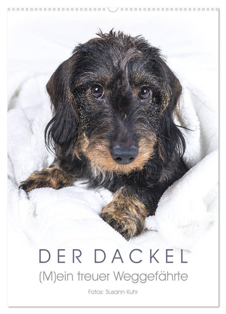 Der Dackel (M)ein treuer Weggefährte (Wandkalender 2027 DIN A2 hoch), CALVENDO Monatskalender