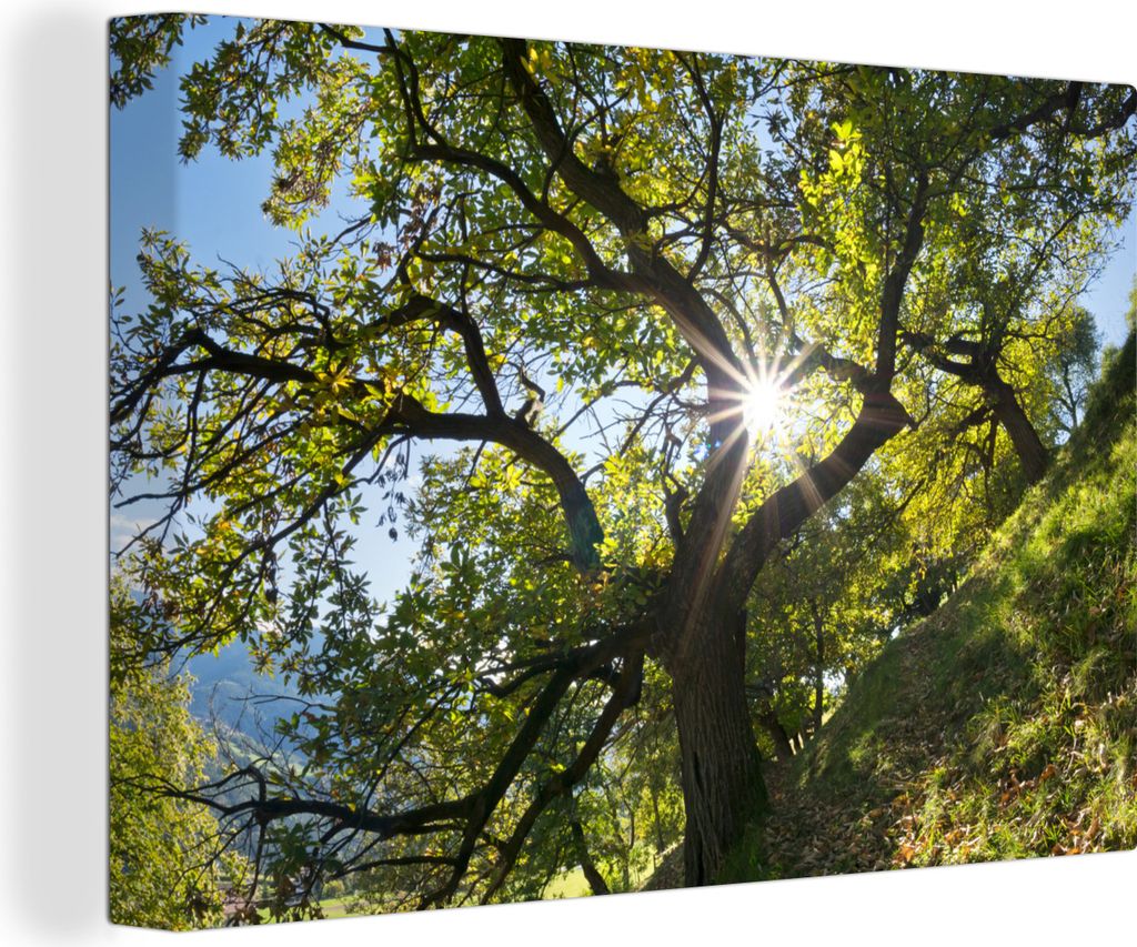 OneMillionCanvasses - Leinwandbilder - 150x100 cm, Ein Kastanienbaum im Herbst in Italien, Wandbilder Kunstdruck Wanddekoration