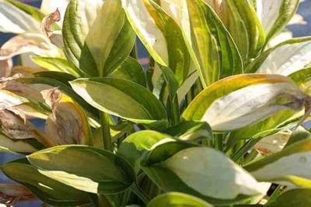 Hosta Gipsy Rose : 6 Vivaces Robustes pour combler les trous à l'ombre
