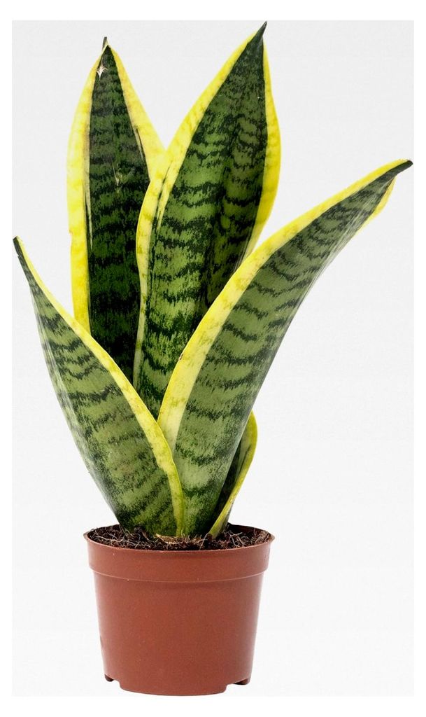Bogenhanf - pflegeleichte Zimmerpflanze, Sansevieria trifasciata Superba - Höhe ca. 30 cm, Topf-Ø 9 cm