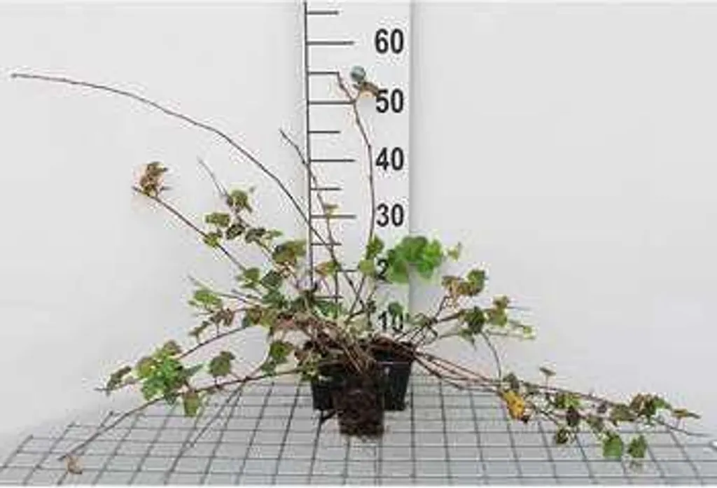 Plante Couvre-sol Rubus Betty Ashburner - Lot de 12 Godets pour Jardin