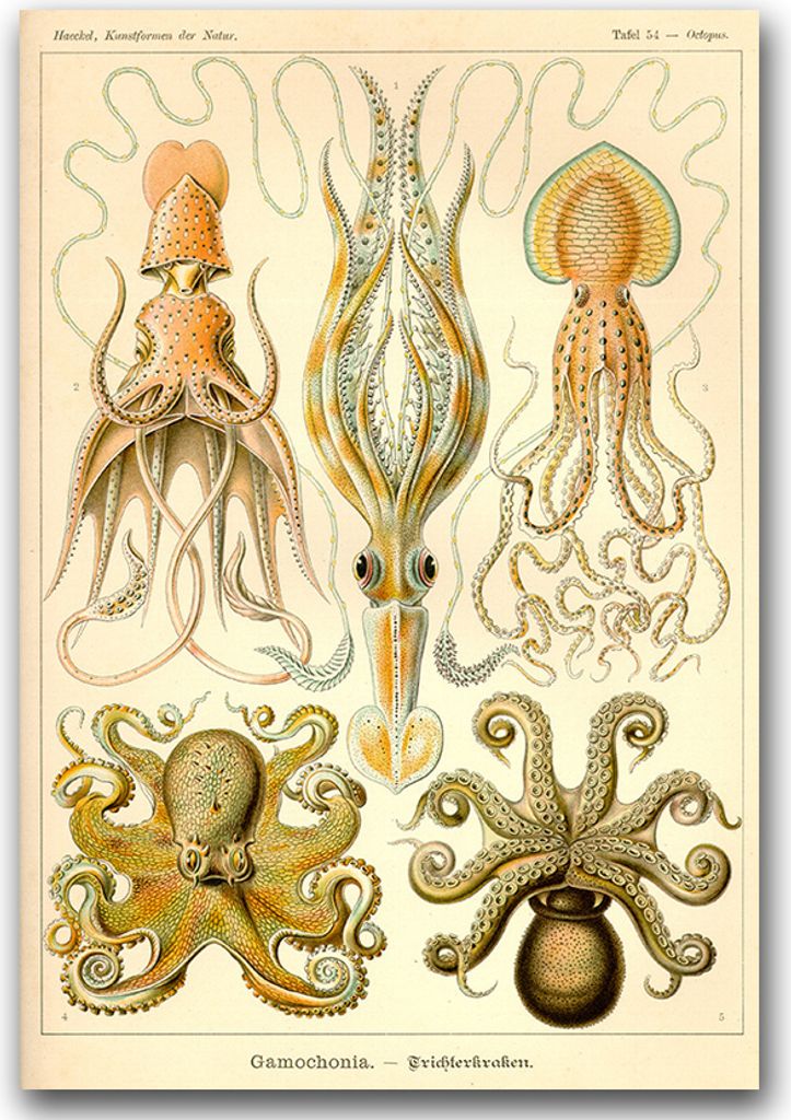 Poster - Canvas - Leinwand - 59,4 cm x 84,1 cm - Fotoposter - Leinwandkunst - Vitnage Octopus Gamochonia