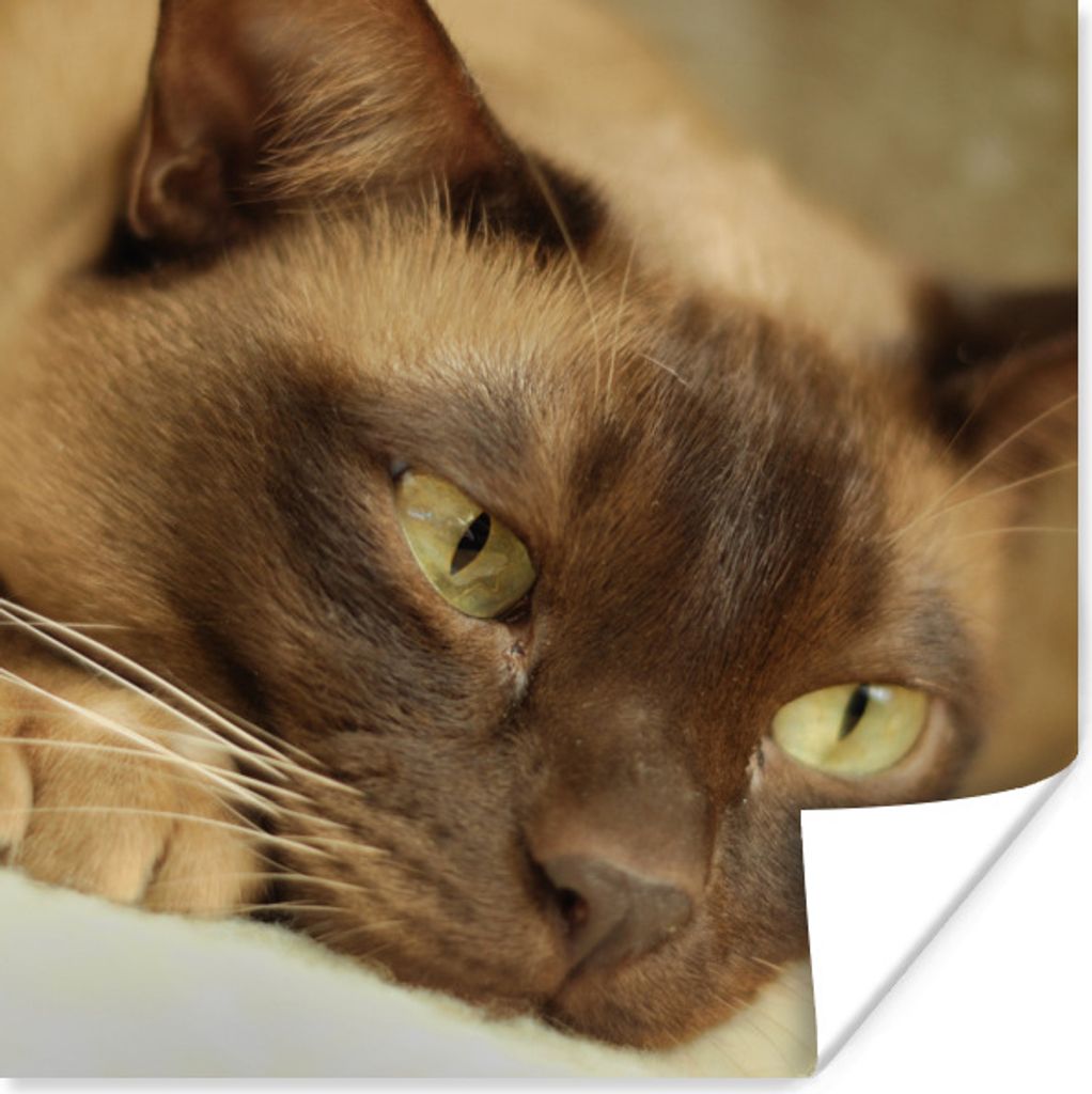 MuchoWow Poster Braun gefärbte burmesische Katze 100x100 cm - Babyzimmer