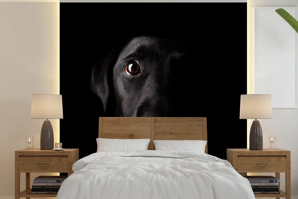 MuchoWow Fototapete für Wohnzimmer oder Schlafzimmer Wandtapete Vinyl Motivtapete Ein schwarzer Labrador Retriever auf schwarzem Hintergrund - 2...