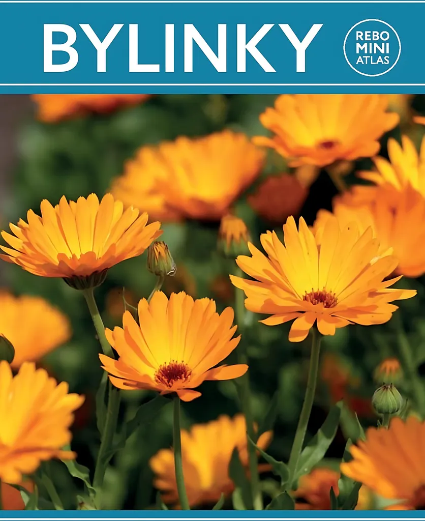 Livre Bylinky par Hanneke van Dijk, le guide illustré des plantes