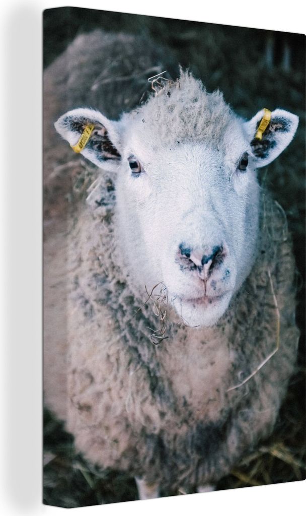 OneMillionCanvasses - Leinwandbilder - 90x140 cm, Schafe - Tiere - Rinder, Wandbilder Kunstdruck Wanddekoration - Foto auf Leinwand - Gemälde au...