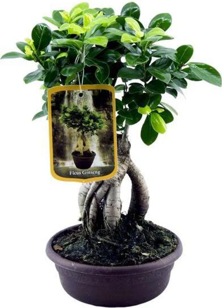 Ficus Ginseng : Le Bonsaï Facile à Entretenir qui ne perd pas ses feuilles