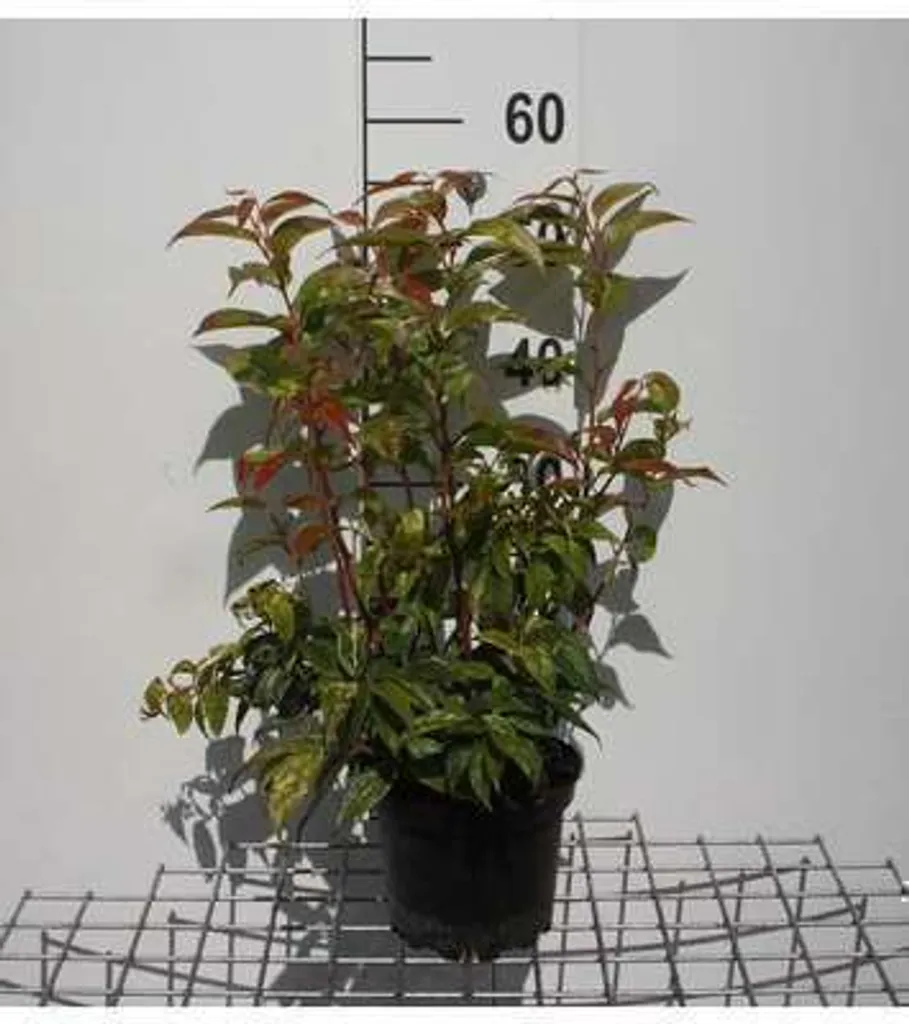 Leucothoe Rainbow arbuste feuillage multicolore arc-en-ciel