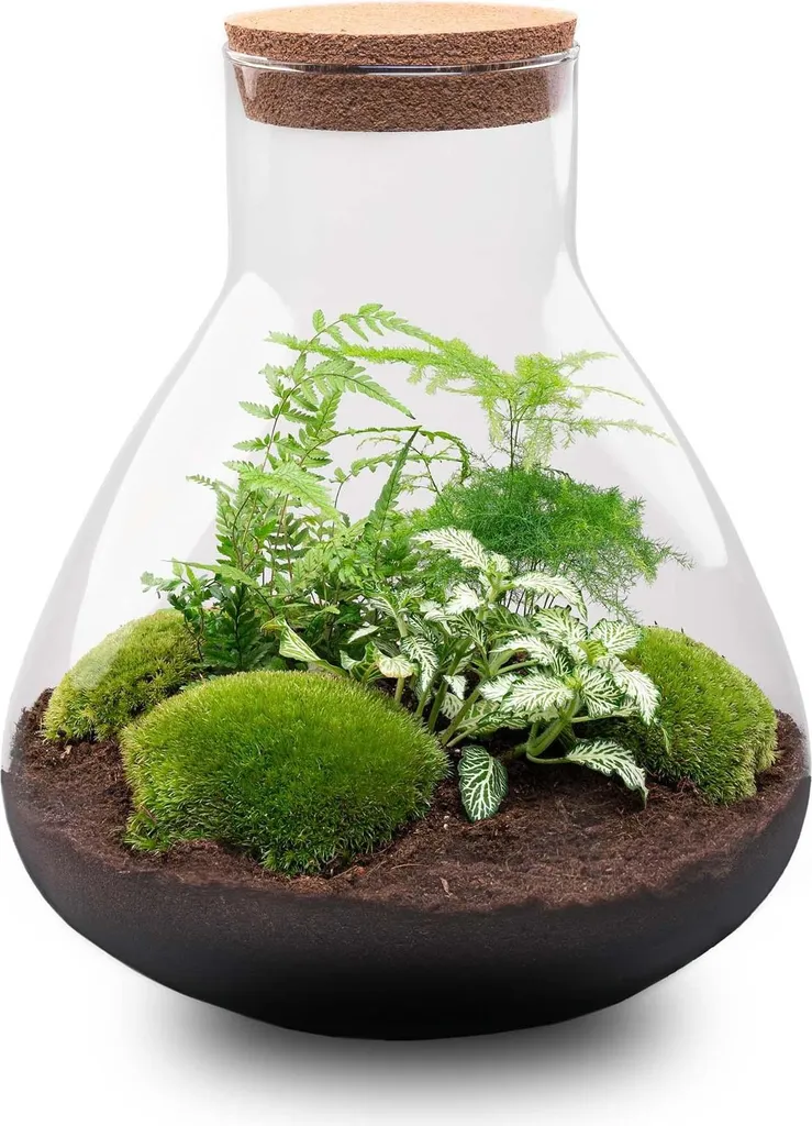 Déco Naturelle Intérieure : Kit Jardin en bouteille XL Écosystème 35cm
