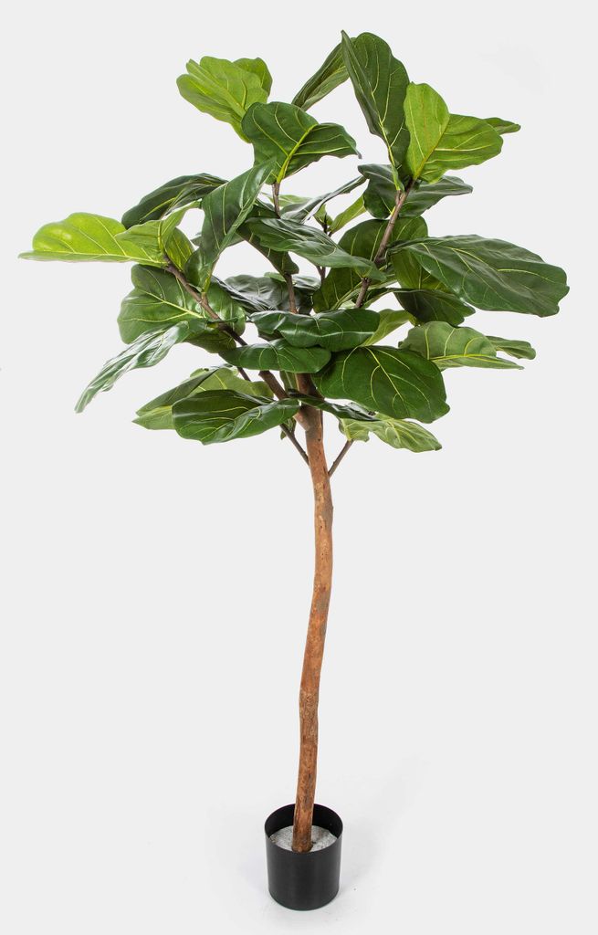 artplants.de Deko Ficus Lyrata ADERITO, Echtstamm, grün, 170cm - Künstliche Grünpflanze