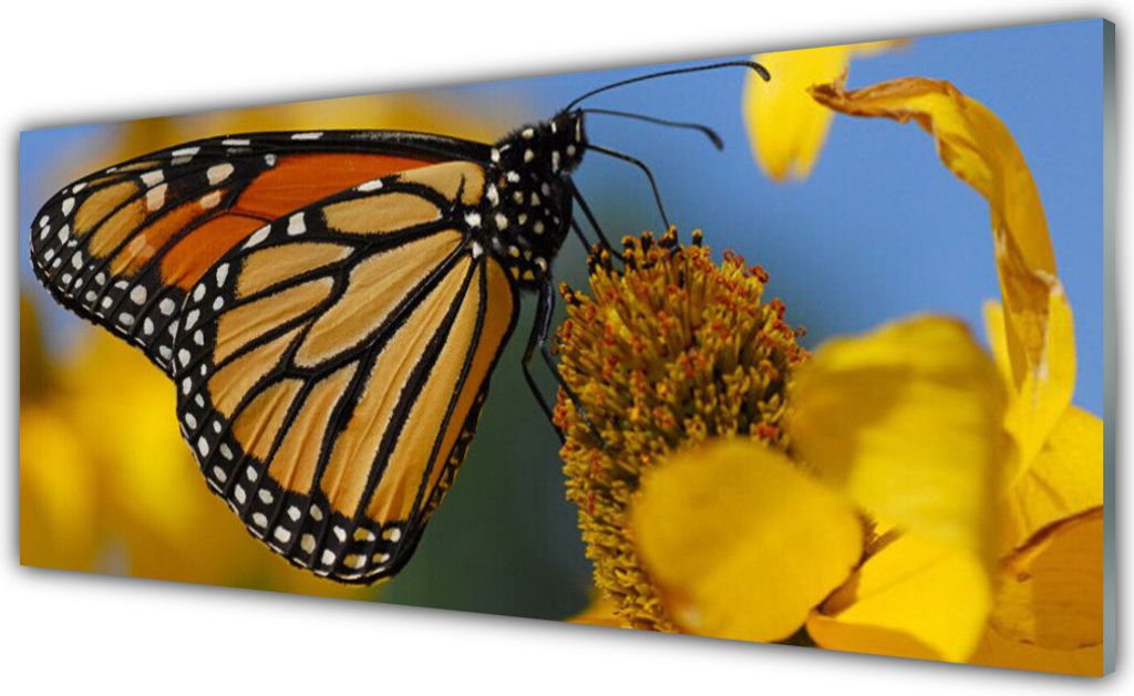 Acrylglasbilder 125x50 Wandbild Druck Falter Blume Natur