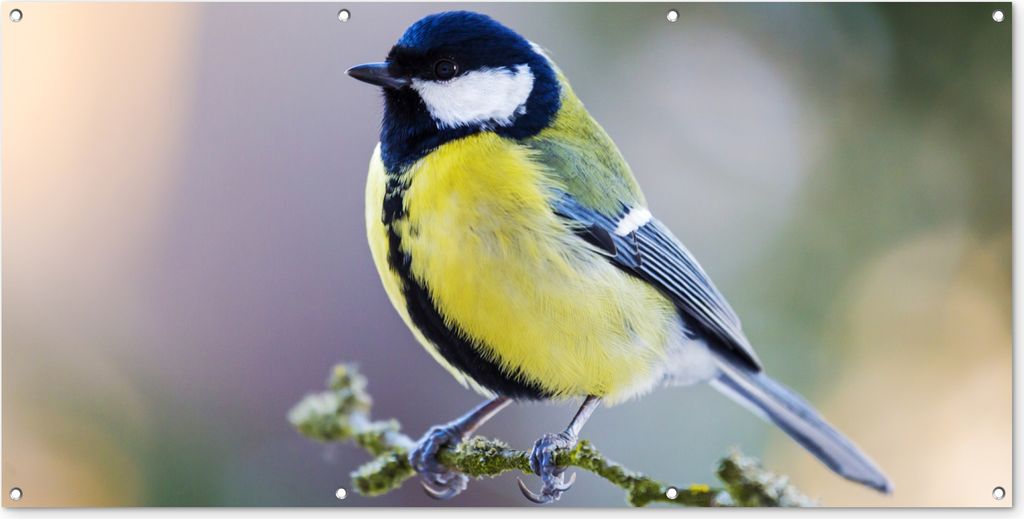 MuchoWow 160x80 cm Outdoor-Poster Gartendeko Sichtschutz Garten Poster für den Garten Kohlmeise - Vogel - Zweig