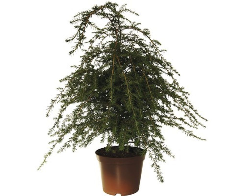 Jedlovec kanadský FloraSelf Tsuga canadensis výška 40-60 cm Obrázek produktu 