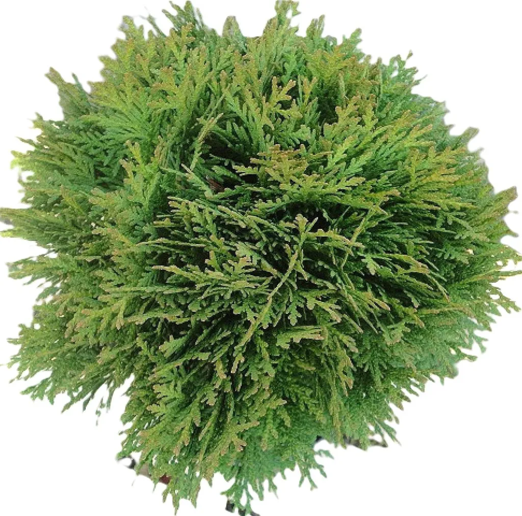 Thuja Danica persistant 70-80 cm : une forme boule sans entretien