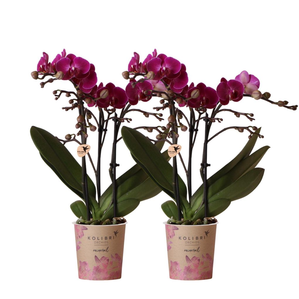 Colibrì orchidee combi di 2 orchidee Phalaenopsis viola Immagine del prodotto 