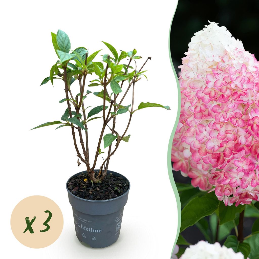 Green boutiQ - Plante de jardin - Hydrangea panniculata Image du produit 