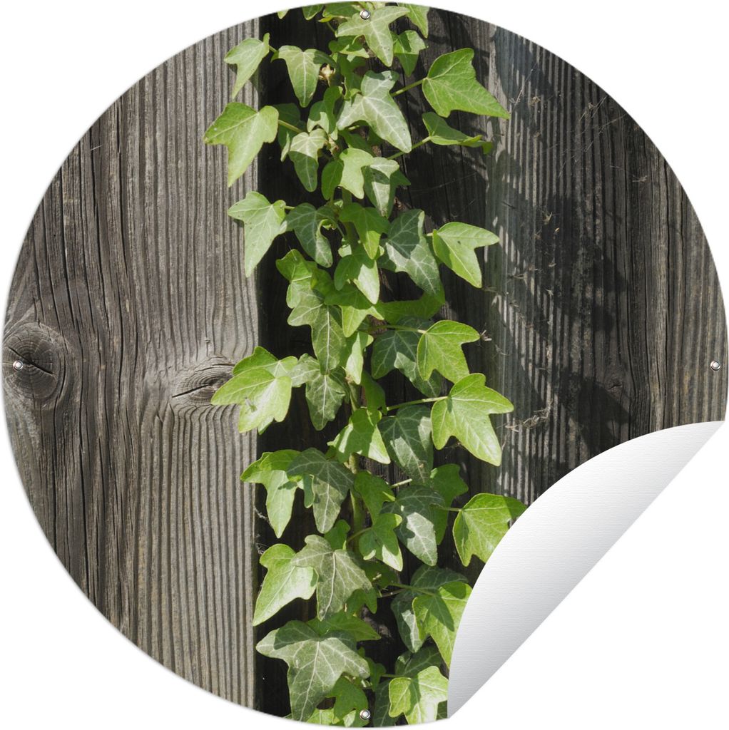 MuchoWow Gartenposter Outdoor-Poster Rund Eine hellgrüne Hedera auf einem Holzzaun Ø 120 cm Gartendeko Rundes Poster draußen