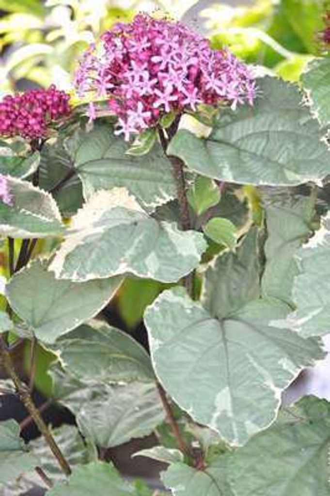 Clerodendrum bungei 'Pink Diamond' - Buntlaubiger Losbaum Pink Diamond 40- 50 cm Container